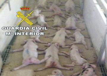 Condenados a 15 meses de prisión los jóvenes que aplastaron a 79 lechones