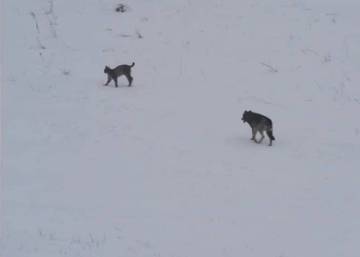 Esto es lo que ocurre cuando un lince y un lobo se encuentran