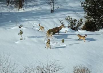 Filmada por primera vez una manada de lobos ibéricos de cacería