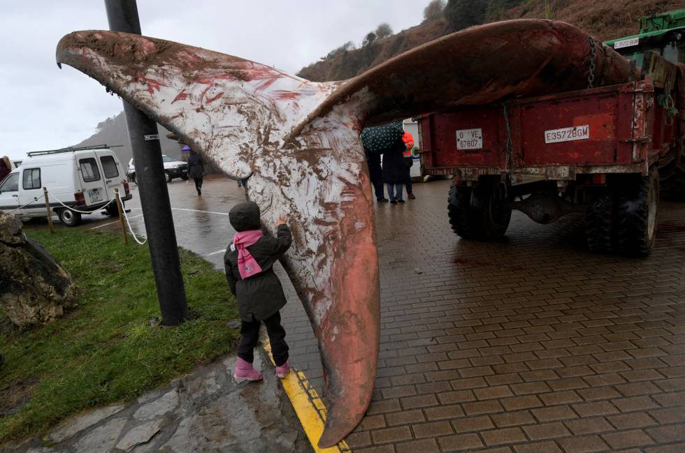 Una niña toca la aleta de la ballena sin vida aparecida este jueves en Caravia.