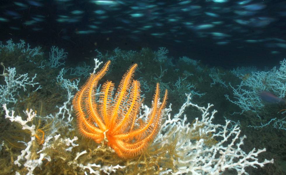 Una estrella de mar junto a un campo de corales 'Lophelia pertusa'.