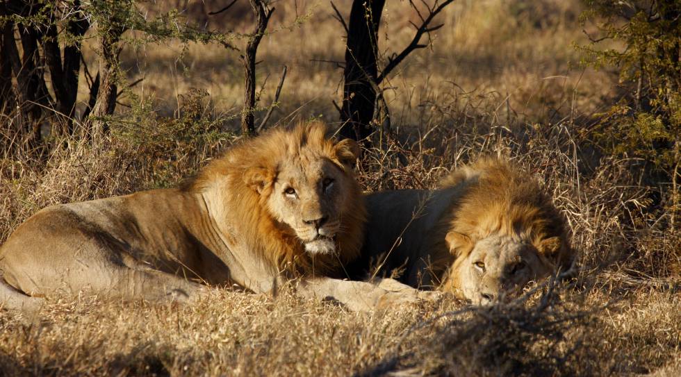 Felinos y salvajes - Página 8 1518437689_245406_1518438093_noticia_normal