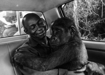 La foto del rescate de un bebé gorila gana el Wildlife Photographer of the Year