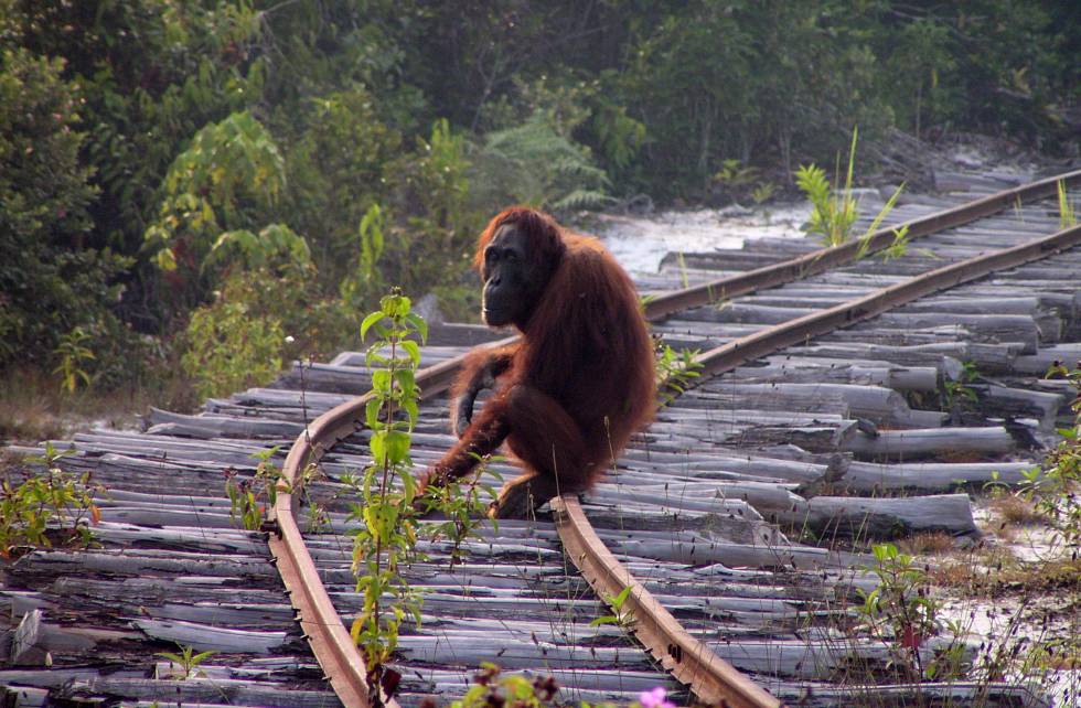 Borneo ha perdido ya la mayoría de sus orangutanes Ciencia EL PAÍS