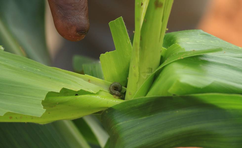 Una planta de maíz afectada en Sudáfrica.