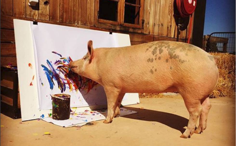 La cerda 'Pigcasso' pinta un cuadro en el refugio donde vive en Ciudad del Cabo (Sudáfrica).