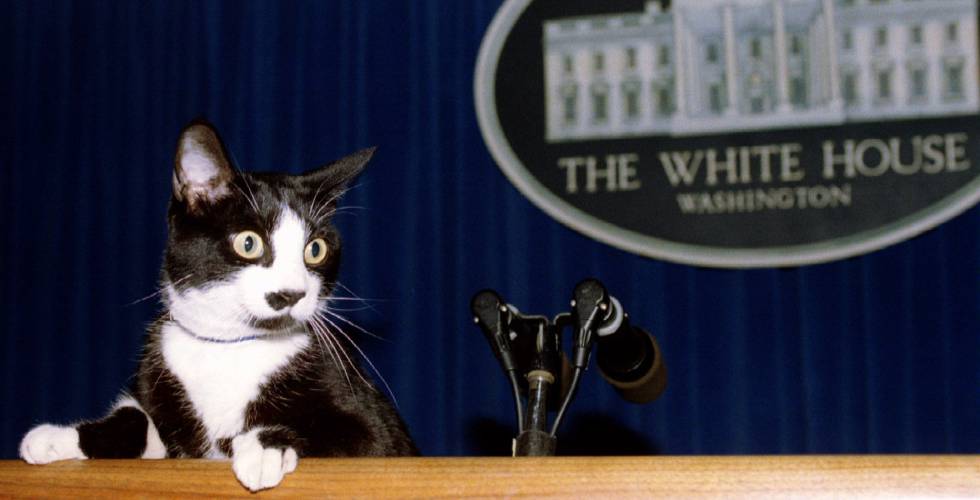 Socks the Cat in the Briefing Room