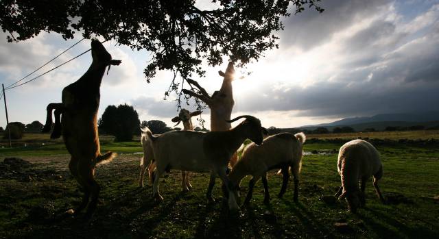 La última moda en California: pagar por pasear detrás de un rebaño de cabras