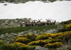 Los quebrantahuesos ponen huevos en los Picos de Europa 60 años después