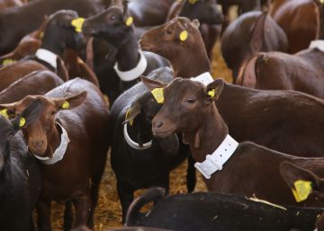Las cabras españolas ‘conquistan’ Irán