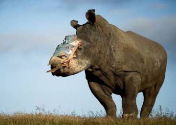 La segunda vida de los rinocerontes