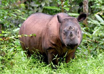 Imán, la última rinoceronte hembra de Sumatra en Malasia, no come ni bebe