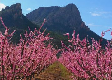 Spanish town of Cieza showcases annual attraction: orchards in full bloom