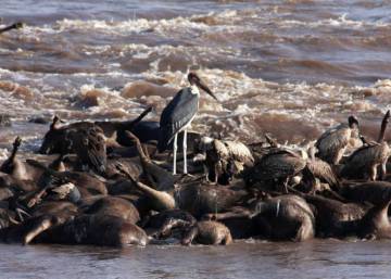 La muerte de miles de ñus da vida al río que los ahoga