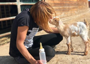¿Granjas con vacas y cerdos que nadie se va a comer? Así son los santuarios de animales