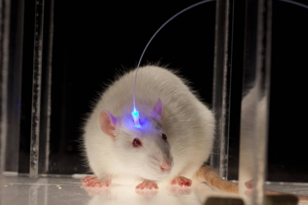 Los investigadores utilizaron luz para estimular las neuronas de ratones bajo anestesia.