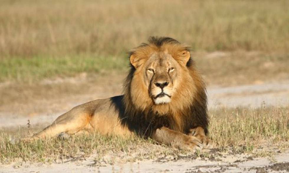 El león Cecil, cazado en julio por un dentista estadounidense en Zimbabue en una foto de archivo.