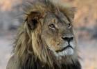 Un libro recoge las 10 horas de agonía del león ‘Cecil’ antes de morir de un flechazo