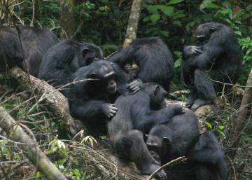 Los chimpancés se sacrifican por los demás como prueba de altruismo