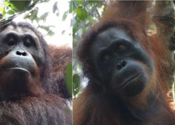 El primer ‘asesinato’ entre orangutanes