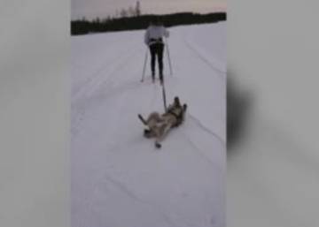 ‘Warro’, el perro que se ha hecho viral por rebozarse en la nieve cuando su dueña lo lleva de paseo