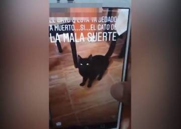 Centrifuga a su gato en la lavadora y lo comparte en Instagram