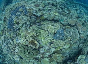 Una comunidad saludable de arrecifes de coral en la Gran Barrera.