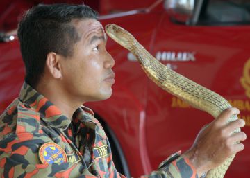 Muere un famoso domador de serpientes malasio por el mordisco de una cobra