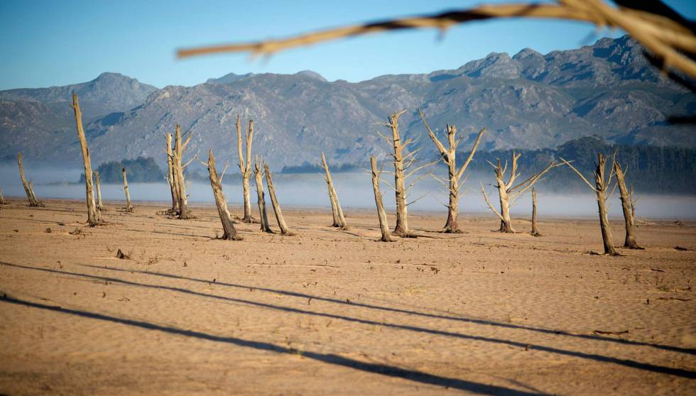 Troncos secos en la presa Theewaterskloof, afectada por la sequÃ­a, cerca de Ciudad del Cabo (SudÃ¡frica). 