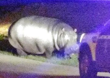La noche en la que un extremeño vio un hipopótamo por su pueblo