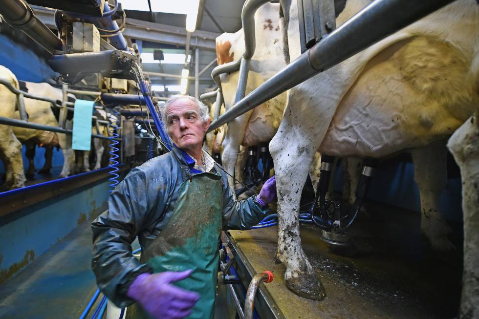 Resultado de imagen para El toro que tuvo dos millones de bisnietas y el ADN de la vaca lechera