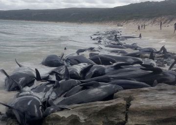 Mueren 150 ballenas piloto en otro ‘suicidio’ masivo en Australia