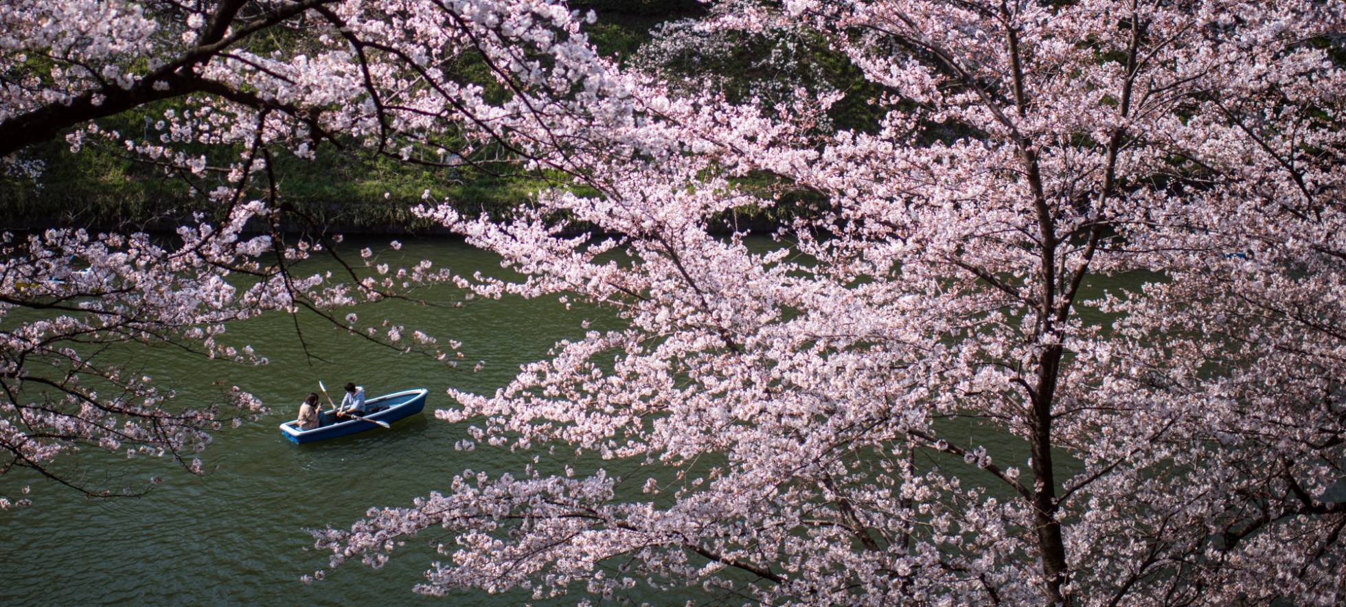 Resultado de imagem para cerejeira em flor no japao