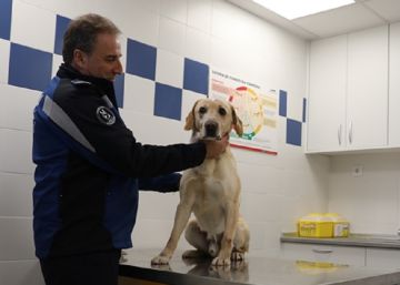 Musicoterapia y camas con calefacción para los perros de la Policía Municipal de Madrid
