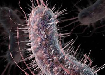 Encuentran una superbacteria inmune al antibiótico más potente