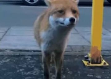 El zorro ladrón que triunfa en las redes