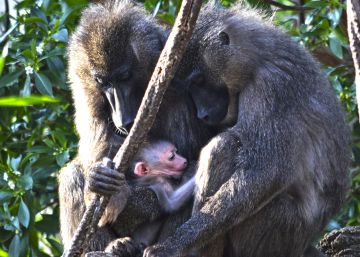 Las tiernas imágenes de la cría de dril nacida en el Bioparc de Valencia
