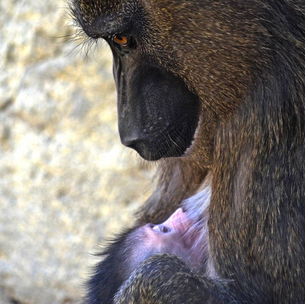 Las tiernas imágenes de la cría de dril nacida en el Bioparc de Valencia 1522321031_436258_1522321349_sumario_normal