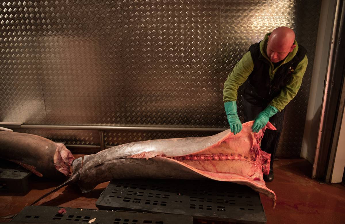 Un operario mueve un pez espada esta semana en Mercamadrid.