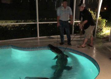 Un cocodrilo de tres metros se cuela en la piscina de una familia de Florida