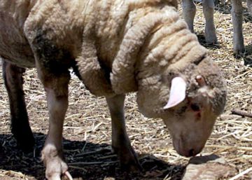 ¿Estamos más cerca de clonar humanos?