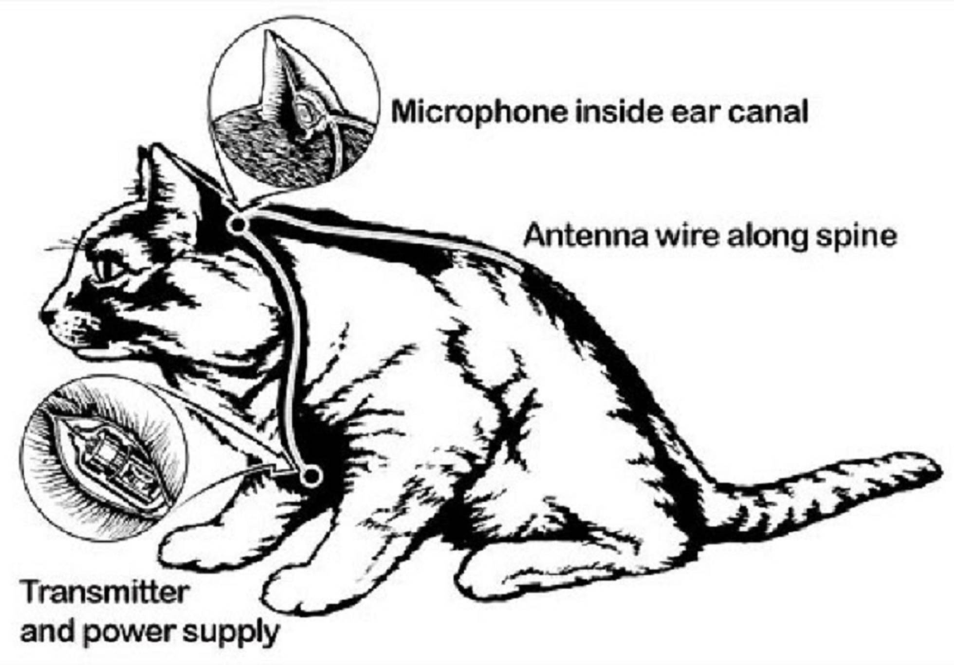 Diagrama del gato espía perfecto.