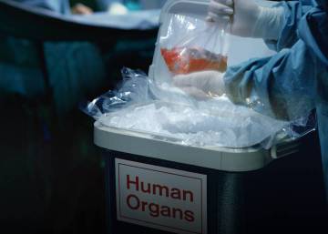 Vuelven las quimeras para crear órganos humanos