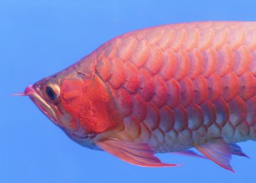 Los peces también pasan por el quirófano en Singapur