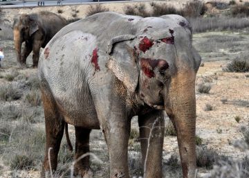 Un grupo de elefantes sueltos tras un accidente obliga a cortar la A-30 en Pozo Cañada, Albacete