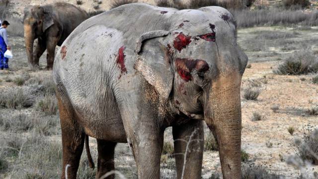 Uno de los elefantes heridos en el accidente.