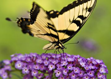 Oasis de mariposas en la ciudad