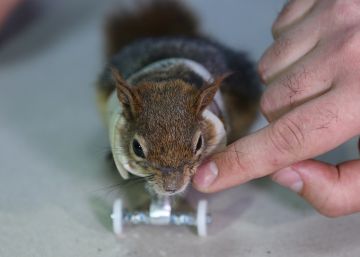 ‘Caramelo’, la ardilla que ha vuelto a caminar gracias a un par de ruedas