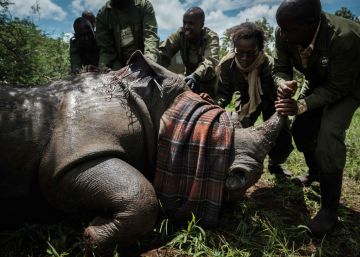 Comienza el censo de rinocerontes en el Parque Nacional de Meru (Kenia)