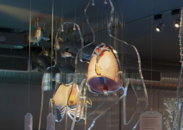 No todos los días se descubre un órgano humano